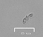 Rhizopogon