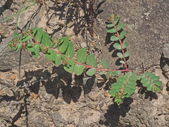 Euphorbia vermiculata