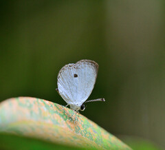 Neopithecops zalmora