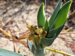 Ferraria