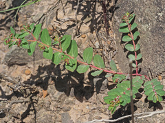 Euphorbia vermiculata