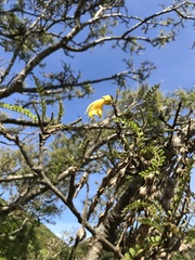 Sophora