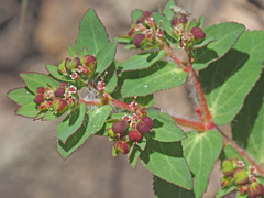 Euphorbia vermiculata
