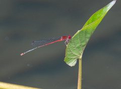 Pseudagrion pilidorsum