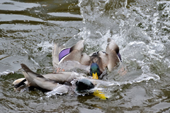 Anas platyrhynchos