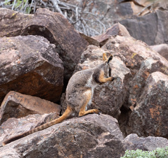 Petrogale xanthopus