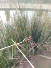 Scirpoides holoschoenus