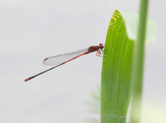 Pseudagrion pilidorsum