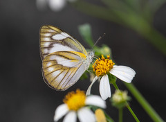Appias libythea peducaea