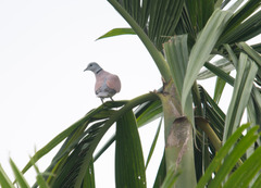Streptopelia tranquebarica