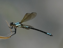 Diphlebia euphoeoides