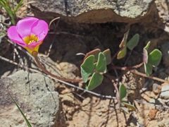Oxalis obliquifolia