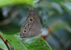 Mycalesis perseoides