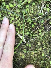 Leptinella squalida