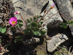 Oxalis obliquifolia