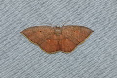 Pseudhyria rubra