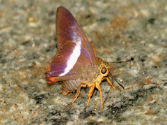 Bibasis sena uniformis