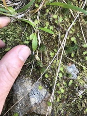 Polytrichadelphus magellanicus