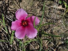 Hibiscus microcarpus