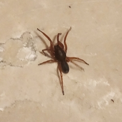 Dysdera