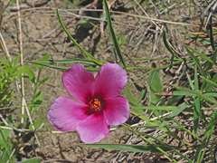 Hibiscus microcarpus