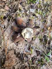 Astraeus hygrometricus