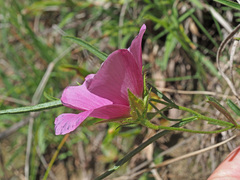 Hibiscus microcarpus