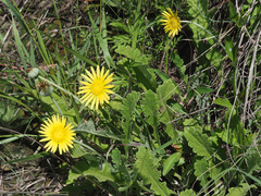 Arctotis arctotoides