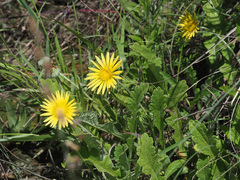 Arctotis arctotoides