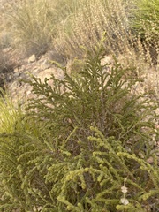 Thymelaea hirsuta