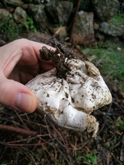 Scleroderma bovista