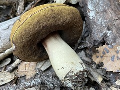 Boletus regineus