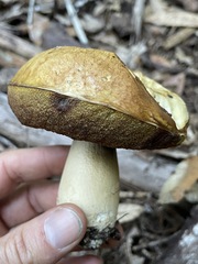 Boletus regineus