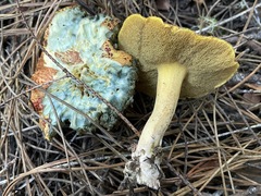 Suillus tomentosus