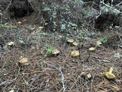 Suillus tomentosus
