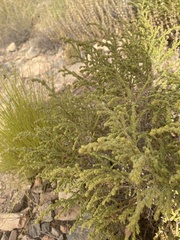 Thymelaea hirsuta