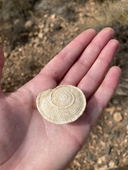 Iberus gualtieranus gualtieranus