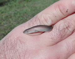 Chalcides striatus