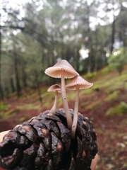Mycena seynii