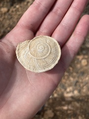 Iberus gualtieranus gualtieranus