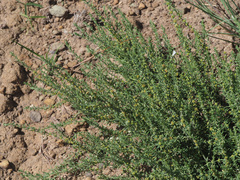 Pollichia campestris