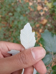 Phyllocnistis labyrinthella