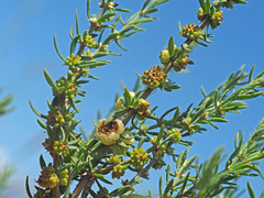 Pollichia campestris