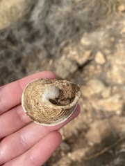 Iberus gualtieranus gualtieranus