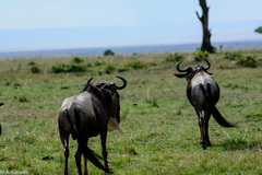 Connochaetes taurinus mearnsi