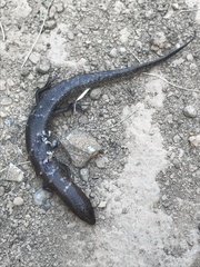 Ateuchosaurus chinensis