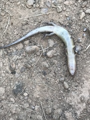 Ateuchosaurus chinensis