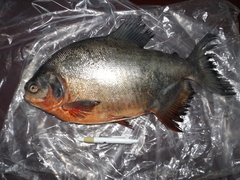 Piaractus brachypomus