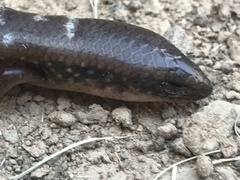 Ateuchosaurus chinensis