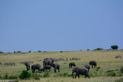 Equus quagga